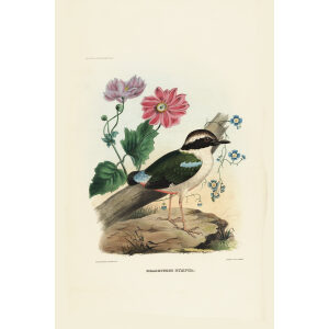 Fairy Pitta 008 Daniel Giraud Elliot - A Monograph of the Pittidae, or Family of Ant Thrushes. Museum quality giclee print