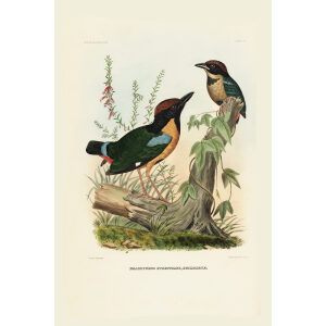 Noisy Pitta 009 Daniel Giraud Elliot - A Monograph of the Pittidae, or Family of Ant Thrushes. Museum quality giclee print