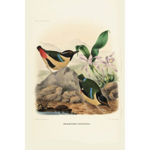 Elegant Pitta 010 Daniel Giraud Elliot - A Monograph of the Pittidae, or Family of Ant Thrushes. Museum quality giclee print