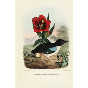 Great Pitta 012 Daniel Giraud Elliot - A Monograph of the Pittidae, or Family of Ant Thrushes. Museum quality giclee print