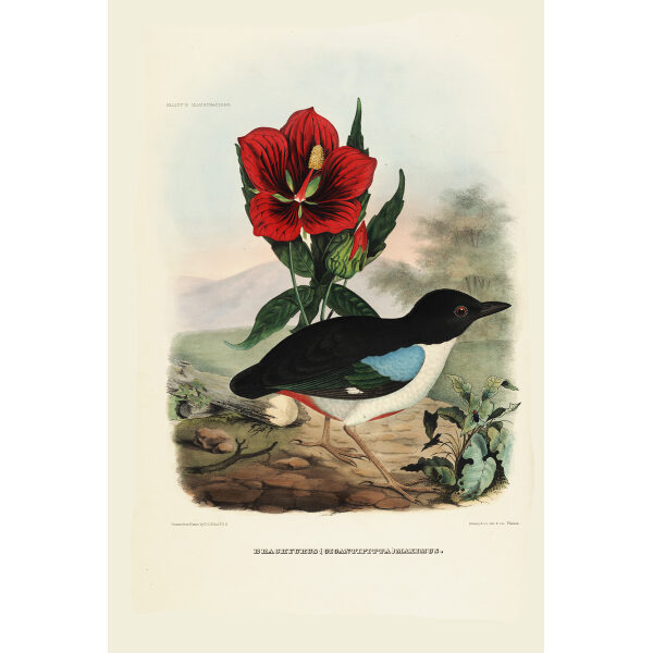Great Pitta 012 Daniel Giraud Elliot - A Monograph of the Pittidae, or Family of Ant Thrushes. Museum quality giclee print