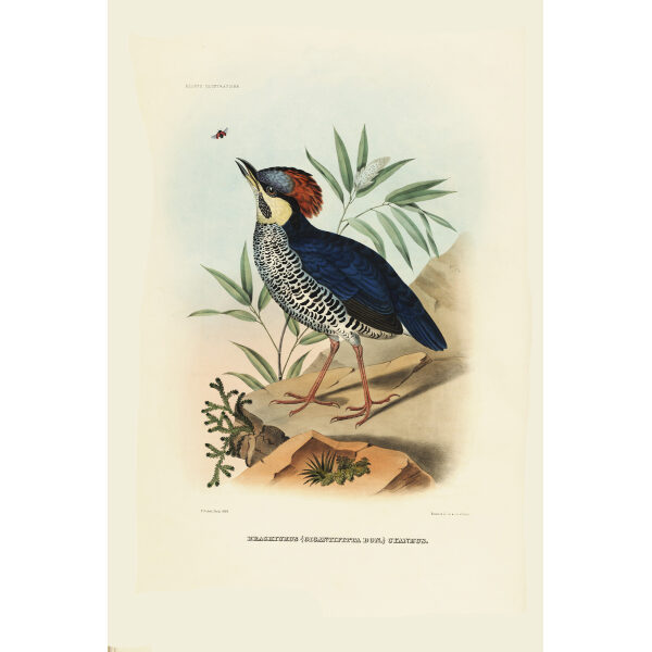 Blue Pitta 013 Daniel Giraud Elliot - A Monograph of the Pittidae, or Family of Ant Thrushes. Museum quality giclee print