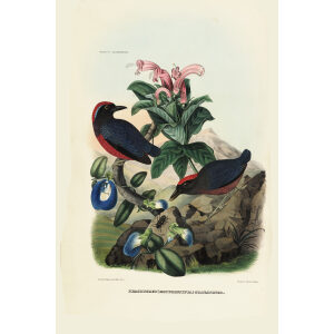 Purple Pitta 015 Daniel Giraud Elliot - A Monograph of the Pittidae, or Family of Ant Thrushes. Museum quality giclee print
