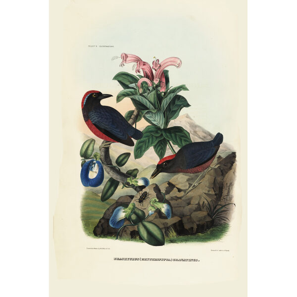 Purple Pitta 015 Daniel Giraud Elliot - A Monograph of the Pittidae, or Family of Ant Thrushes. Museum quality giclee print