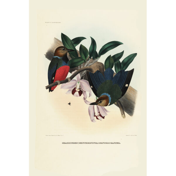 Red Breasted Pitta 016 Daniel Giraud Elliot - A Monograph of the Pittidae, or Family of Ant Thrushes. Museum quality giclee print
