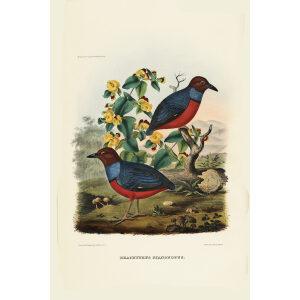 Grays Pitta 020 Daniel Giraud Elliot - A Monograph of the Pittidae, or Family of Ant Thrushes. Museum quality giclee print