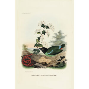 Forstens Pitta 024 Daniel Giraud Elliot - A Monograph of the Pittidae, or Family of Ant Thrushes. Museum quality giclee print