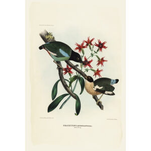 Black Headed Pitta 025 Daniel Giraud Elliot - A Monograph of the Pittidae, or Family of Ant Thrushes. Museum quality giclee print