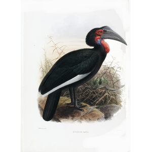Bucorvus caver Plate 003 Print artist: Johannes Gerardus Keulemans. Daniel Giraud Elliot - Family of the Hornbills. Giclee Print by Heritage Prints.