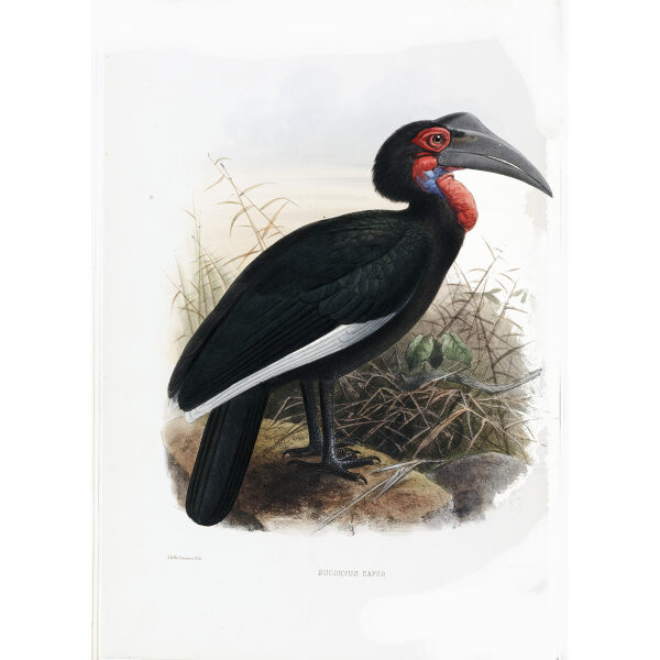 Bucorvus caver Plate 003 Print artist: Johannes Gerardus Keulemans. Daniel Giraud Elliot - Family of the Hornbills. Giclee Print by Heritage Prints.