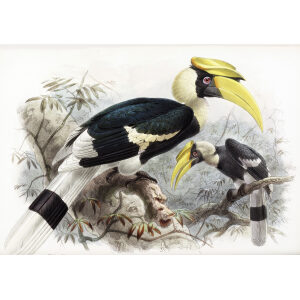 Dichoceros bicornnis Plate 006 Print artist: Johannes Gerardus Keulemans. Daniel Giraud Elliot - Family of the Hornbills. Giclee Print by Heritage Prints.