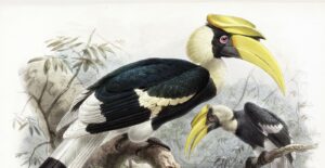 What is Elliot's Family of the Hornbills? Plate by Daniel Giraud Elliot