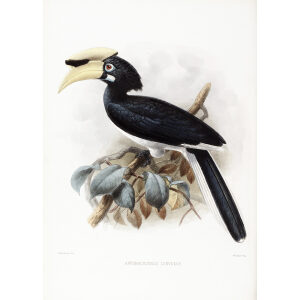 Antrhacoceros convexus Plate 012 Print artist: Johannes Gerardus Keulemans. Daniel Giraud Elliot - Family of the Hornbills. Giclee Print by Heritage Prints.