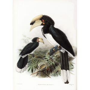 Anthracoceros malabaricus Plate 013 Print artist: Johannes Gerardus Keulemans. Daniel Giraud Elliot - Family of the Hornbills. Giclee Print by Heritage Prints.
