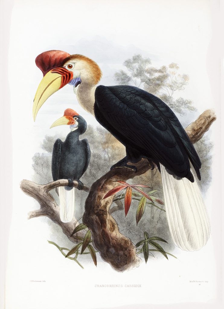 Daniel Giraud Elliot - Family of the Hornbills. Celebes Hornbill. Plate 016. Museum-quality giclee print. Heritage Prints