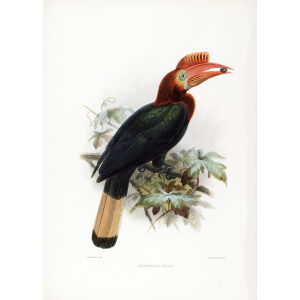 Cranorrhinus waldeni Plate 018 Print artist: Johannes Gerardus Keulemans. Daniel Giraud Elliot - Family of the Hornbills. Giclee Print by Heritage Prints.
