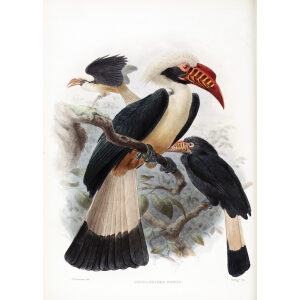 Penelopides panini Plate 021 Print artist: Johannes Gerardus Keulemans. Daniel Giraud Elliot - Family of the Hornbills. Giclee Print by Heritage Prints.
