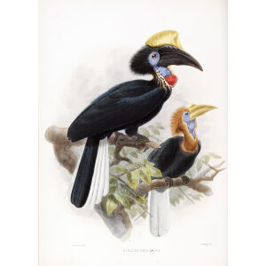 Ceratoqymna elata Plate 023 Print artist: Johannes Gerardus Keulemans. Daniel Giraud Elliot - Family of the Hornbills. Giclee Print by Heritage Prints.