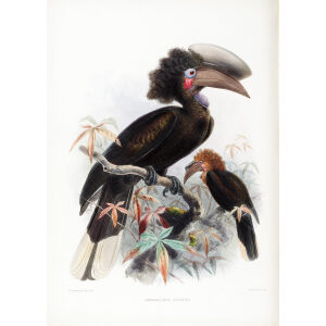 Sphagolobus atratus Plate 024 Print artist: Johannes Gerardus Keulemans. Daniel Giraud Elliot - Family of the Hornbills. Giclee Print by Heritage Prints.