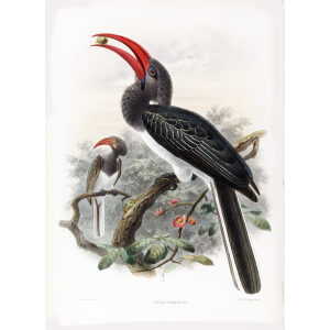 Tockus menprichii Plate 052 Print artist: Johannes Gerardus Keulemans. Daniel Giraud Elliot - Family of the Hornbills. Giclee Print by Heritage Prints.
