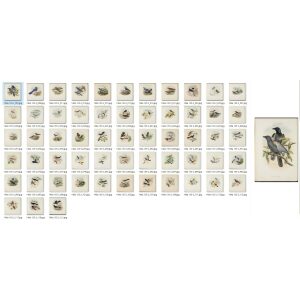John Gould Birds of New Guinea Vol 2. Museum quality giclee prints