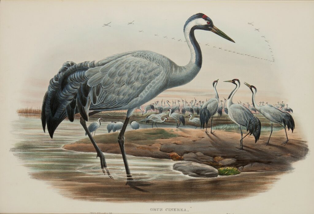 John Gould. Birds of Great Britain Volume 4 Insessores. Giclee Print