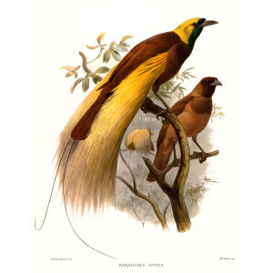 Greater Bird of Paradise Plate 001. A Monograph of the Paradiseidae, or Birds of Paradise. Heritage Prints. Museum-quality giclee print
