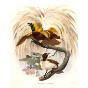 Lesser Bird of Paradise Plate 003. A Monograph of the Paradiseidae, or Birds of Paradise