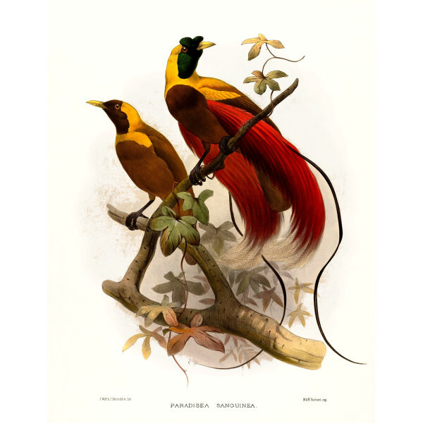 Red Bird of Paradise. Plate 004. A Monograph of the Paradiseidae, or Birds of Paradise. Heritage Prints. Museum-quality giclee print