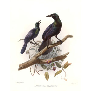 Green Manucode Plate 005. A Monograph of the Paradiseidae, or Birds of Paradise