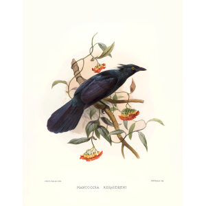 Keraudrens Manucode Plate 007. A Monograph of the Paradiseidae, or Birds of Paradise