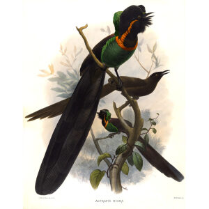 Arfak Astrapia Plate 008. A Monograph of the Paradiseidae, or Birds of Paradise