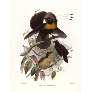 Six-plumed Bird of Paradise Plate 009. A Monograph of the Paradiseidae, or Birds of Paradise. Heritage Prints. Museum-quality giclee print