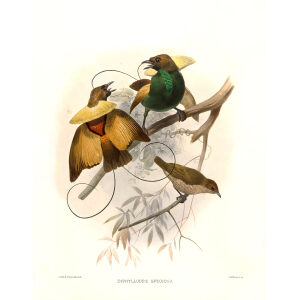 Magnificent Bird of Paradise Plate 011. A Monograph of the Paradiseidae, or Birds of Paradise. Heritage Prints. Museum-quality giclee print
