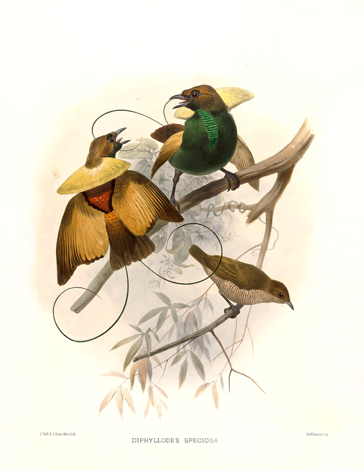 Magnificent Bird of Paradise Plate 011. A Monograph of the Paradiseidae, or Birds of Paradise. Heritage Prints. Museum-quality giclee print