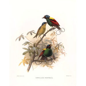 Wilson's Bird of Paradise Plate 013. A Monograph of the Paradiseidae, or Birds of Paradise