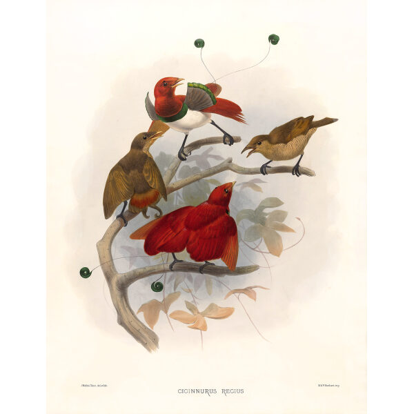 King Bird of Paradise Plate 015. A Monograph of the Paradiseidae, or Birds of Paradise