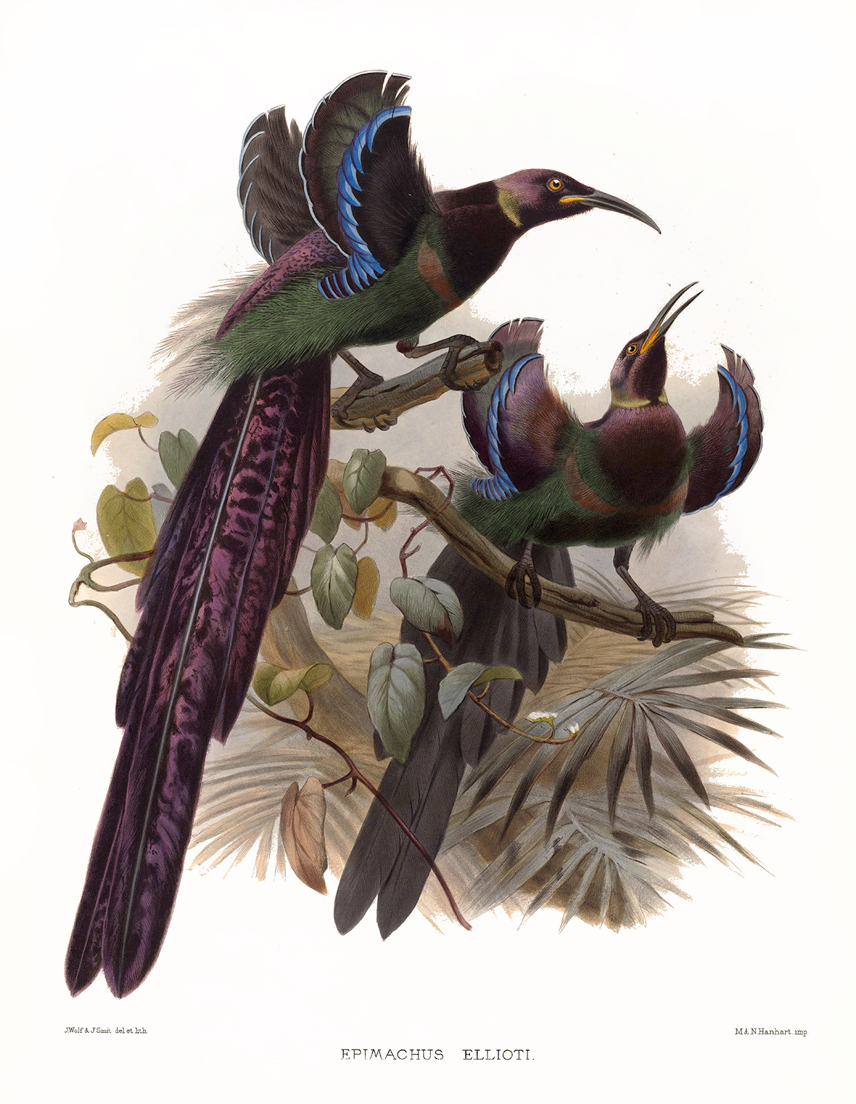Elliot's Sicklebill Plate 019. A Monograph of the Paradiseidae, or Birds of Paradise. Heritage Prints. Museum-quality giclee print