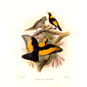 Regent Bird Plate 026. A Monograph of the Paradiseidae, or Birds of Paradise. Heritage Prints. Museum-quality giclee print