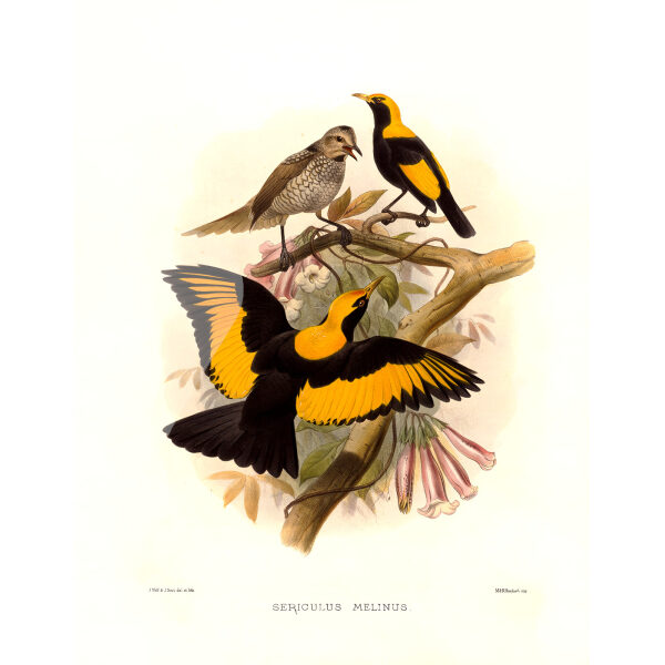 Regent Bird Plate 026. A Monograph of the Paradiseidae, or Birds of Paradise