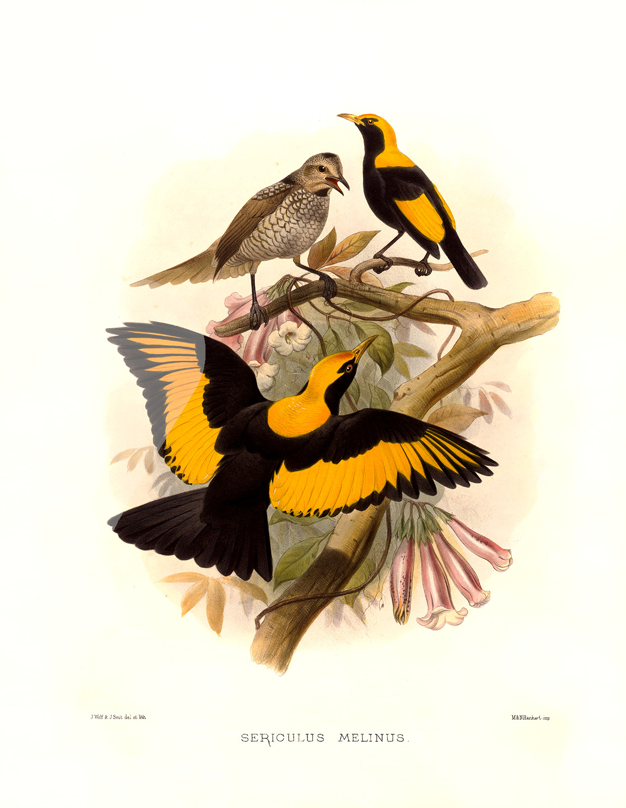 Regent Bird Plate 026. A Monograph of the Paradiseidae, or Birds of Paradise. Heritage Prints. Museum-quality giclee print