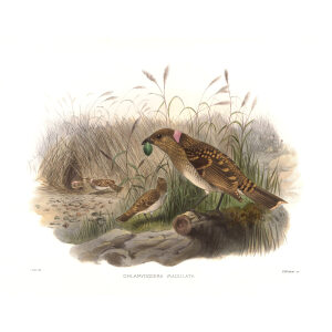 Spotted Bowerbird Plate 029. A Monograph of the Paradiseidae, or Birds of Paradise