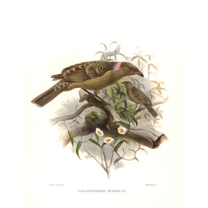 Great Grey Bowerbird Plate 030. A Monograph of the Paradiseidae, or Birds of Paradise