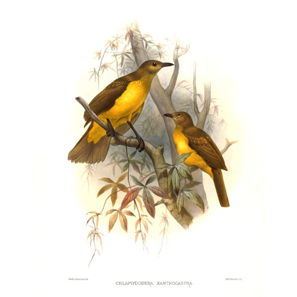 Yellow breasted Bowerbird Plate 032. A Monograph of the Paradiseidae, or Birds of Paradise