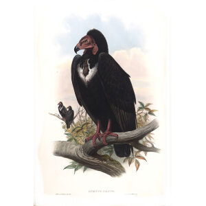 Black Vulture. John Gould. Birds of Asia Vol 1. Giclee Print
