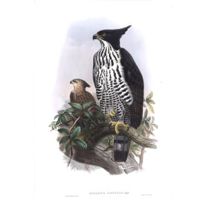 Black and White Crested Eagle John Gould. Birds of Asia Vol 1. Giclee Print