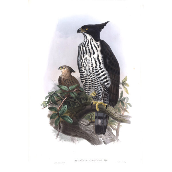 Black and White Crested Eagle John Gould. Birds of Asia Vol 1. Giclee Print