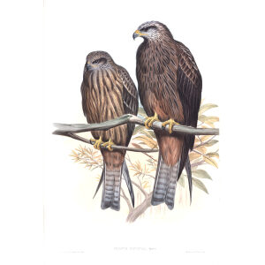 Govinda Eagle. John Gould. Birds of Asia Vol 1. Giclee Print