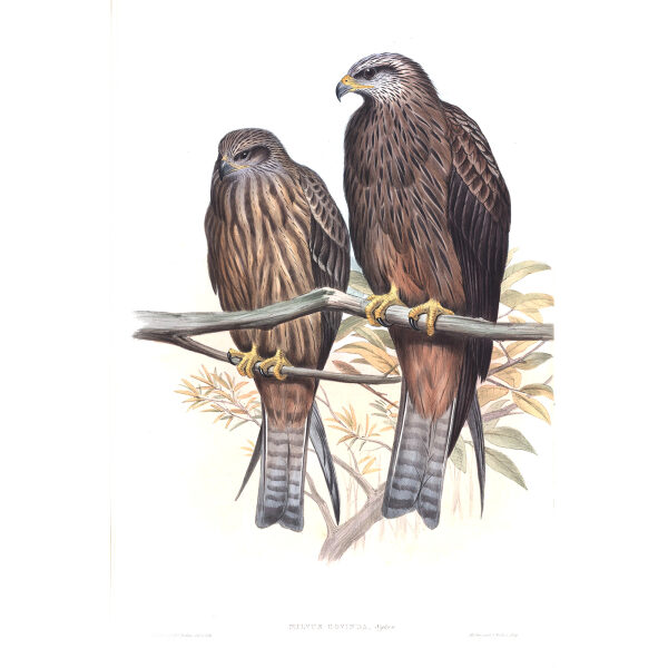 Govinda Eagle. John Gould. Birds of Asia Vol 1. Giclee Print