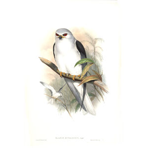 Celebean Elanus. John Gould. Birds of Asia Vol 1. Giclee Print